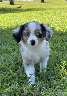 Фото №1. австралийская овчарка - купить в Привычка за 83490₽. Объявление №150656