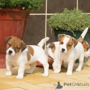 Фото №1. самоедская собака - купить в Берлине за договорная. Объявление №166042