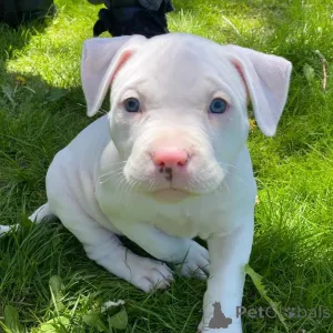 Дополнительные фото: Pitbull Terrier щенки доступны