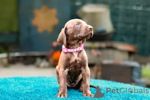 Дополнительные фото: Щенки высочайшего качества навыки охоты и характер.