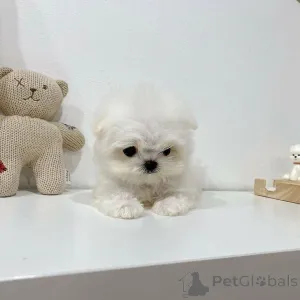 Дополнительные фото: Симпатичные щенки мальтийской болонки в чашке, самки, зарегистрированы в AKC,