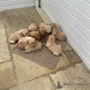 Фото №3. Entzückende Labrador Retriever-Welpen zu verkaufen.  Германия