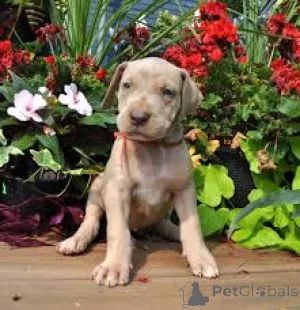 Фото №2 к объявлению №163871 о продаже немецкого дога - купить в Австрии частное объявление, заводчик