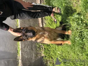 Фото №2 к объявлению №139199 о продаже немецкую овчарку - купить в Сербии 