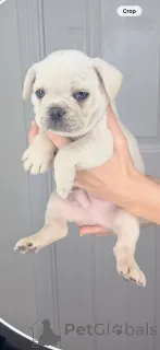 Дополнительные фото: Ranskanbulldogin pennut.