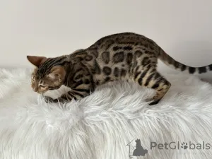 Дополнительные фото: Шикарные Бенгальские котята