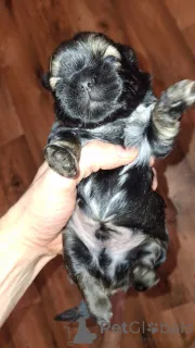 Дополнительные фото: Чистокровные щенки Ши-Тцу