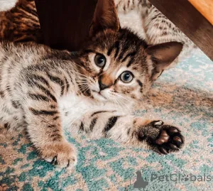 Дополнительные фото: Красивый пикси Боб Киттен