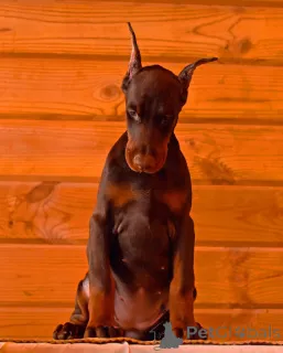 Дополнительные фото: Doberman Puppy Pupply с бумагами и родословной