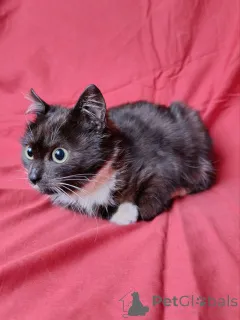 Дополнительные фото: Два маленьких котенка мальчик и девочка ищут дом