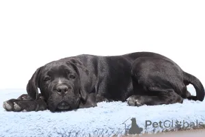 Дополнительные фото: Честер из SPQR Corso FCI Pedigree