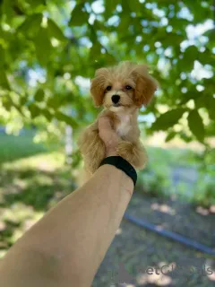 Фото №1. мальтипу - купить в Бельцы за договорная. Объявление №145740