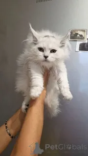 Фото №1. мейн-кун - купить в Эелс за договорная. Объявление №156650