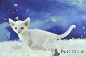 Фото №3. Девон-рекс - пеннат валмиина уусийн котейхин. Финляндия