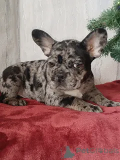 Фото №4. Продажа французского бульдога в Бресте частное объявление - цена договорная