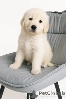 Фото №4. Продажа  в Киеве частное объявление - цена договорная