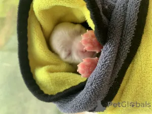 Фото №2 к объявлению №146079 о продаже мальтийскую болонку - купить в России частное объявление, заводчик