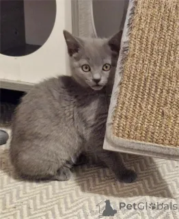 Фото №2 к объявлению №151630 о продаже шартрез - купить в Германии 