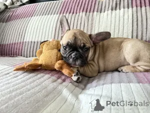 Дополнительные фото: Очаровательные французские щенки бульдога ищут любящие дома!