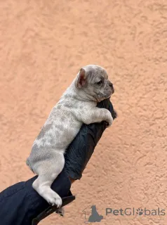 Дополнительные фото: Экзотические щенки французского бульдога Балканского качества ВЫСШЕГО качества.