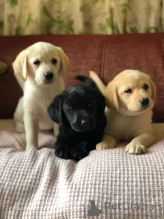 Фото №2 к объявлению №141168 о продаже золотистого ретривера - купить в Канаде частное объявление