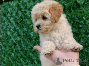 Дополнительные фото: Maltipoo щенки - идеальные домашние животные!