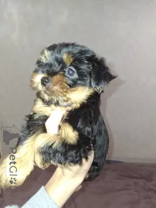 Дополнительные фото: Обаятельные щенки Йоркширского Терьера