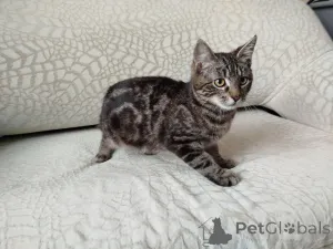 Фото №2 к объявлению №164929 о продаже  - купить в Беларуси 