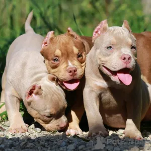 Фото №1. беспородная - купить в Дрезден за 92674₽. Объявление №147457