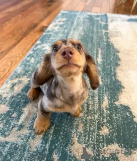 Фото №2 к объявлению №163632 о продаже таксу - купить в Финляндии частное объявление, из приюта