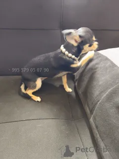 Фото №4. Продажа беспородную в Тбилиси частное объявление, из питомника, заводчик - цена договорная