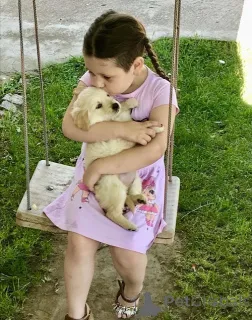 Дополнительные фото: Золотистый ретривер 3NNNN