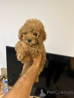 Дополнительные фото: Красный и абрикосовый пудель