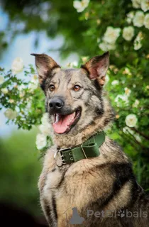 Фото №1. беспородная - купить в Москве реке за Бесплатно. Объявление №150741