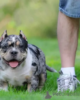 Фото №1. американский булли - купить в Эссинген за 92674₽. Объявление №147455