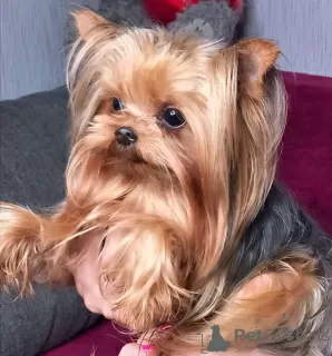 Дополнительные фото: Yorkshire terrier. Boy's and girl's.