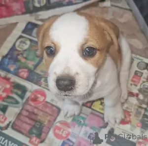 Фото №3. Entzückende mannliche Jack-Russsel-Welpen suchen ihr Zuhause für immer.  Германия