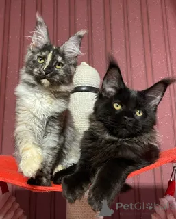 Дополнительные фото: Мейн-кун