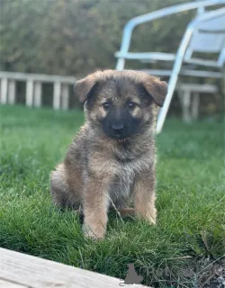 Фото №1. немецкая овчарка - купить в Банденбах за 32468₽. Объявление №153439