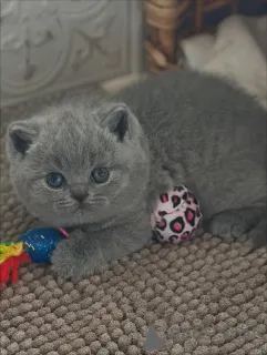 Фото №3. Грация в каждом шаге, теплота в каждом мурлыканье Красота острова сияет внутри и. Италия