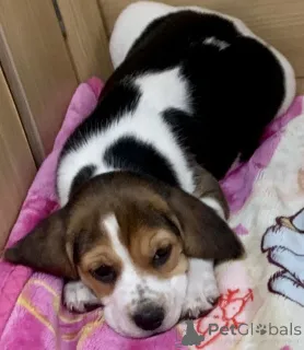 Дополнительные фото: Щенки бигля.