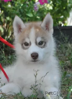 Дополнительные фото: husky puppies 2 months old