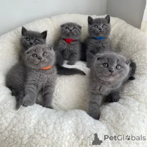Фото №3. шотландские вислоухие котята, выращенные дома. Эстония