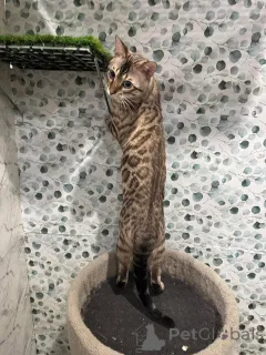 Фото №2 к объявлению №152730 о продаже бенгальская - купить в Швейцарии частное объявление