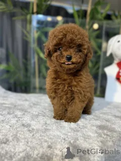 Фото №1. пудель (той) - купить в Джихон за договорная. Объявление №163712