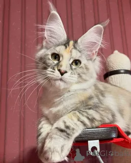 Дополнительные фото: Мейн-кун