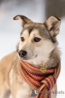 Дополнительные фото: Трогательная принцесса Нала ищет свой дом!