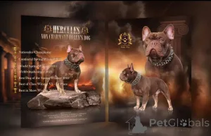 Дополнительные фото: Эксклюзив! Щенки французского бульдога.