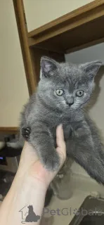 Дополнительные фото: Beautiful and well-groomed, playful and incredible friends