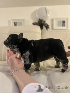 Дополнительные фото: Эксклюзив! Щенки французского бульдога.